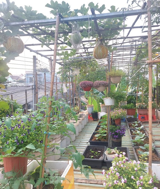 Vườn rau trái trĩu quả trên mái nhà của bà chủ 8X-1