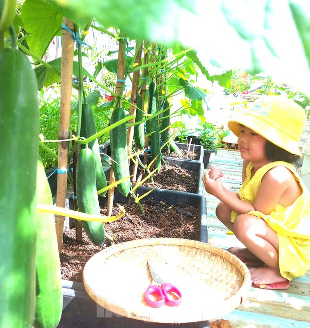 Vườn rau trái trĩu quả trên mái nhà của bà chủ 8X-4