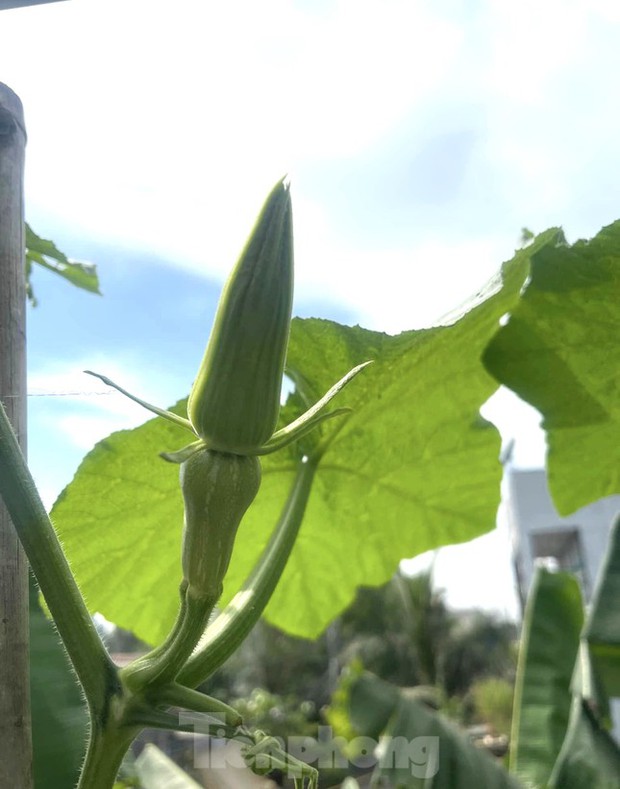 Vườn rau trái trĩu quả trên mái nhà của bà chủ 8X-8