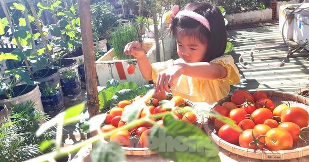 Vườn rau trái trĩu quả trên mái nhà của bà chủ 8X-9