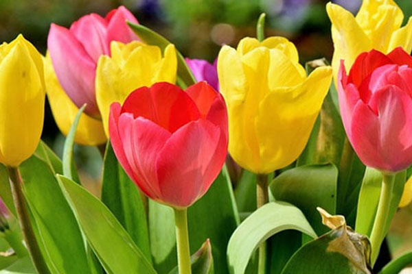 Trẻ sinh vào 6 ngày Âm lịch này trời ban phúc khí, mang lại sự thịnh vượng cho gia đình, về sau thành tài-4