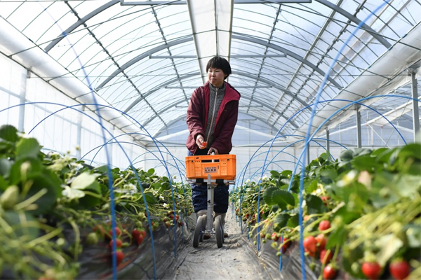 Bí mật phía sau loại dâu tây giá 3 triệu đồng/quả-1