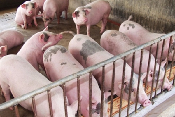 Lợn hơi giảm giá, người nuôi lỗ tiền triệu mỗi con nhưng giá thịt ngoài chợ vẫn cao-1
