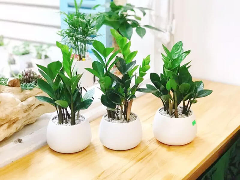 Cây kim tiền: Loài cây phong thủy mang đến giàu sang, phú quý-1