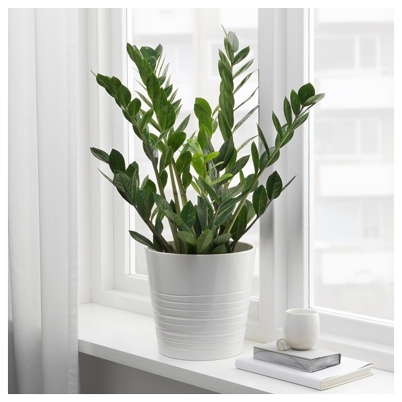 Cây kim tiền: Loài cây phong thủy mang đến giàu sang, phú quý-3