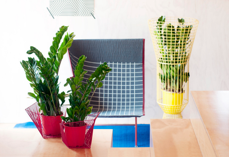 Cây kim tiền: Loài cây phong thủy mang đến giàu sang, phú quý-4