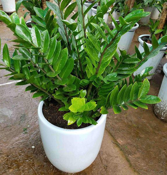 Cây kim tiền: Loài cây phong thủy mang đến giàu sang, phú quý-5