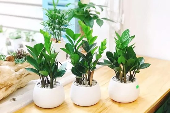 Cây kim tiền: Loài cây phong thủy mang đến giàu sang, phú quý