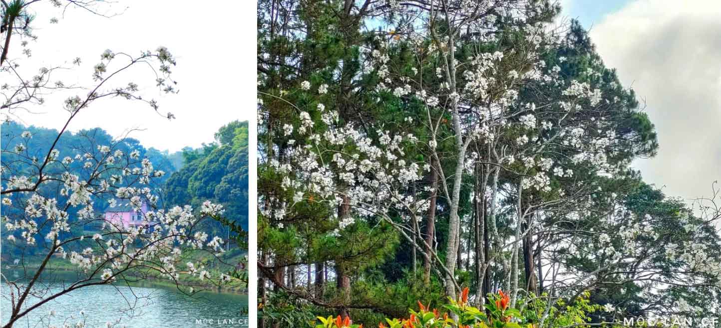 Đà Lạt thứ hai đẹp như tiên cảnh nhiều người còn chưa biết tên-3