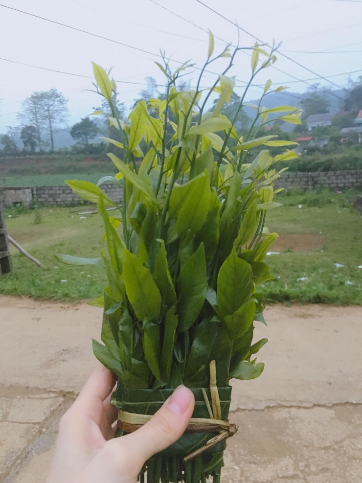 Cũng là rau ngót, có loại bán giá lên đến 200.000 đồng/kg vẫn cháy hàng-1
