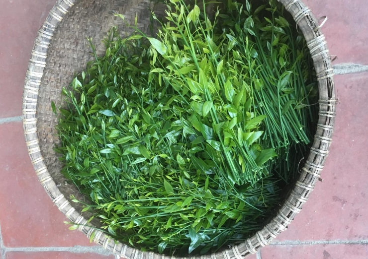 Cũng là rau ngót, có loại bán giá lên đến 200.000 đồng/kg vẫn cháy hàng-2