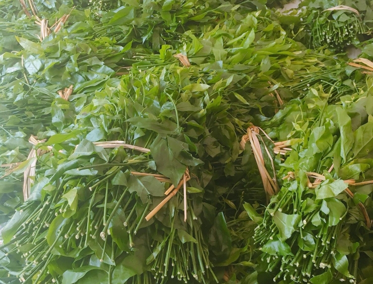 Cũng là rau ngót, có loại bán giá lên đến 200.000 đồng/kg vẫn cháy hàng-3
