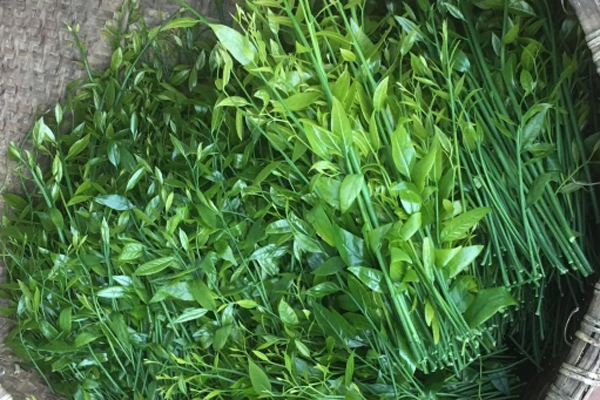 Kỳ lạ hoa rừng giá đến 300.000 đồng/kg, có bao nhiêu cũng không đủ bán-3