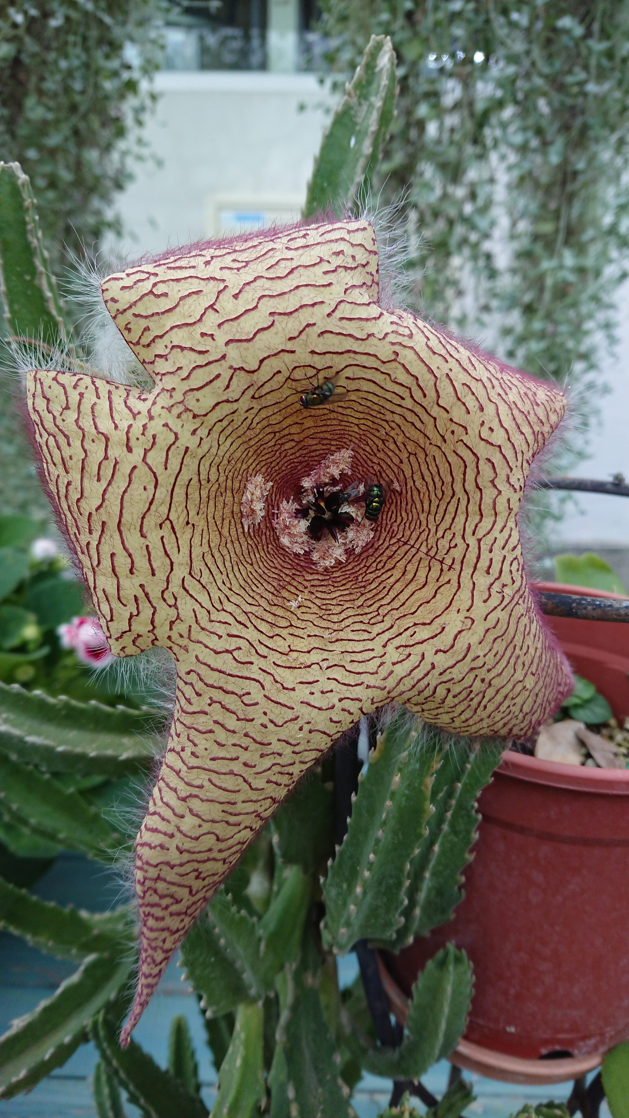 6 cây cảnh xấu xí, đặt một chậu ở phòng khách phát tài, vượng lộc, cho vàng cũng không đổi-3