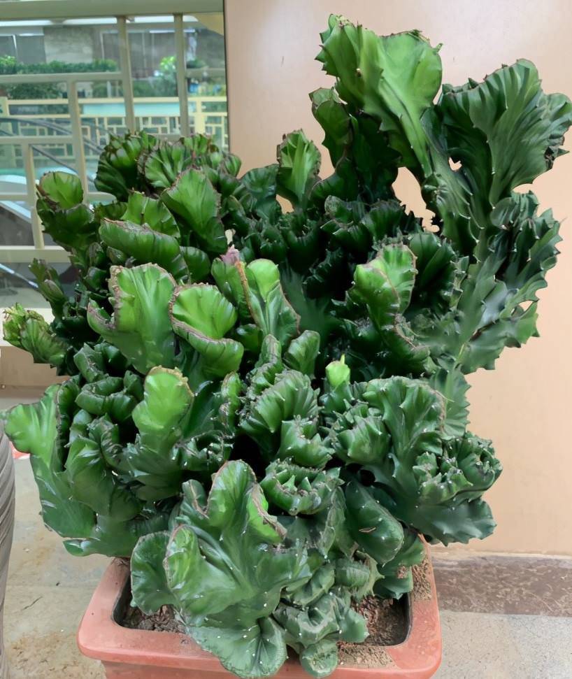 6 cây cảnh xấu xí, đặt một chậu ở phòng khách phát tài, vượng lộc, cho vàng cũng không đổi-6