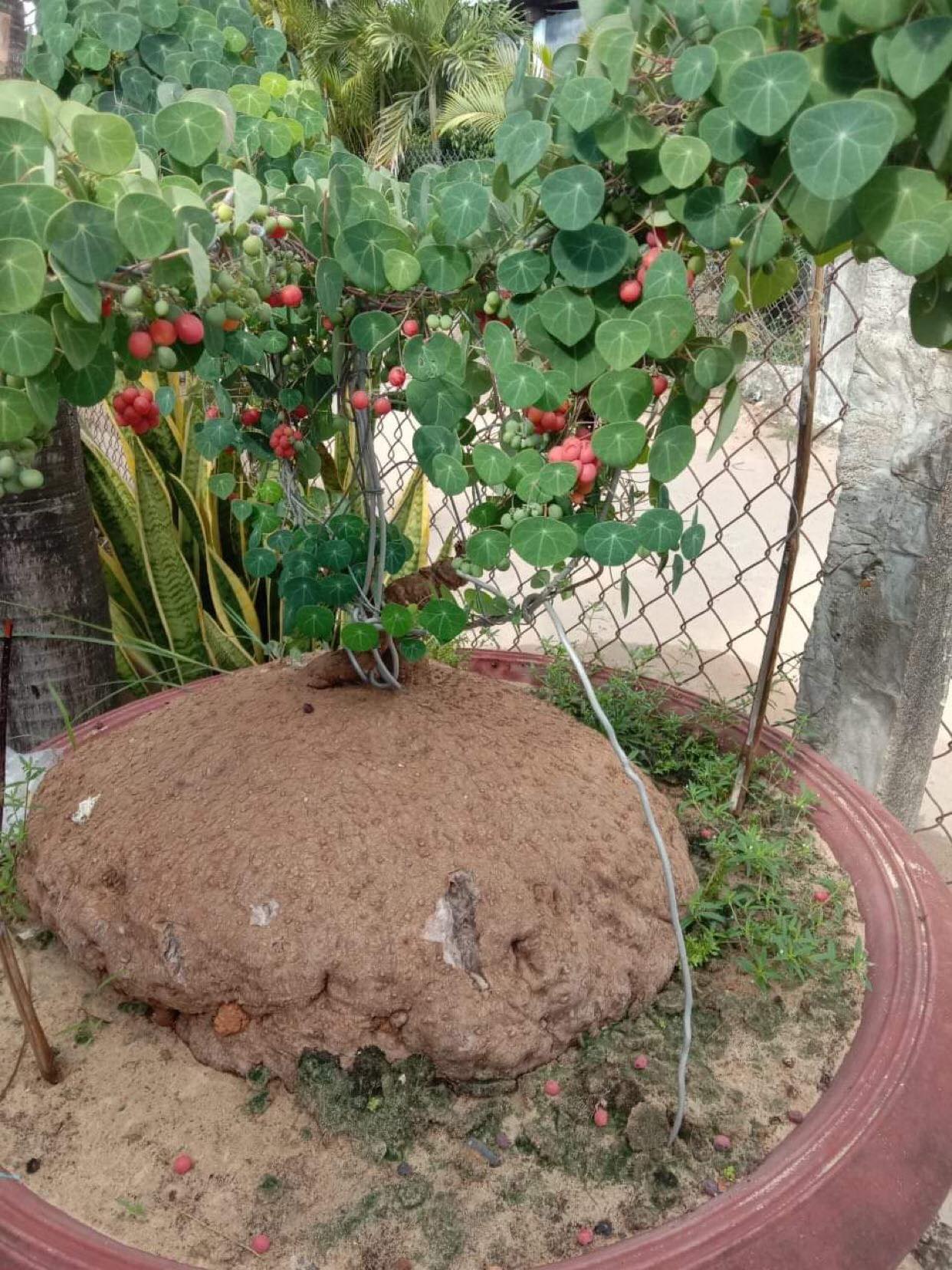 6 cây cảnh xấu xí, đặt một chậu ở phòng khách phát tài, vượng lộc, cho vàng cũng không đổi-10