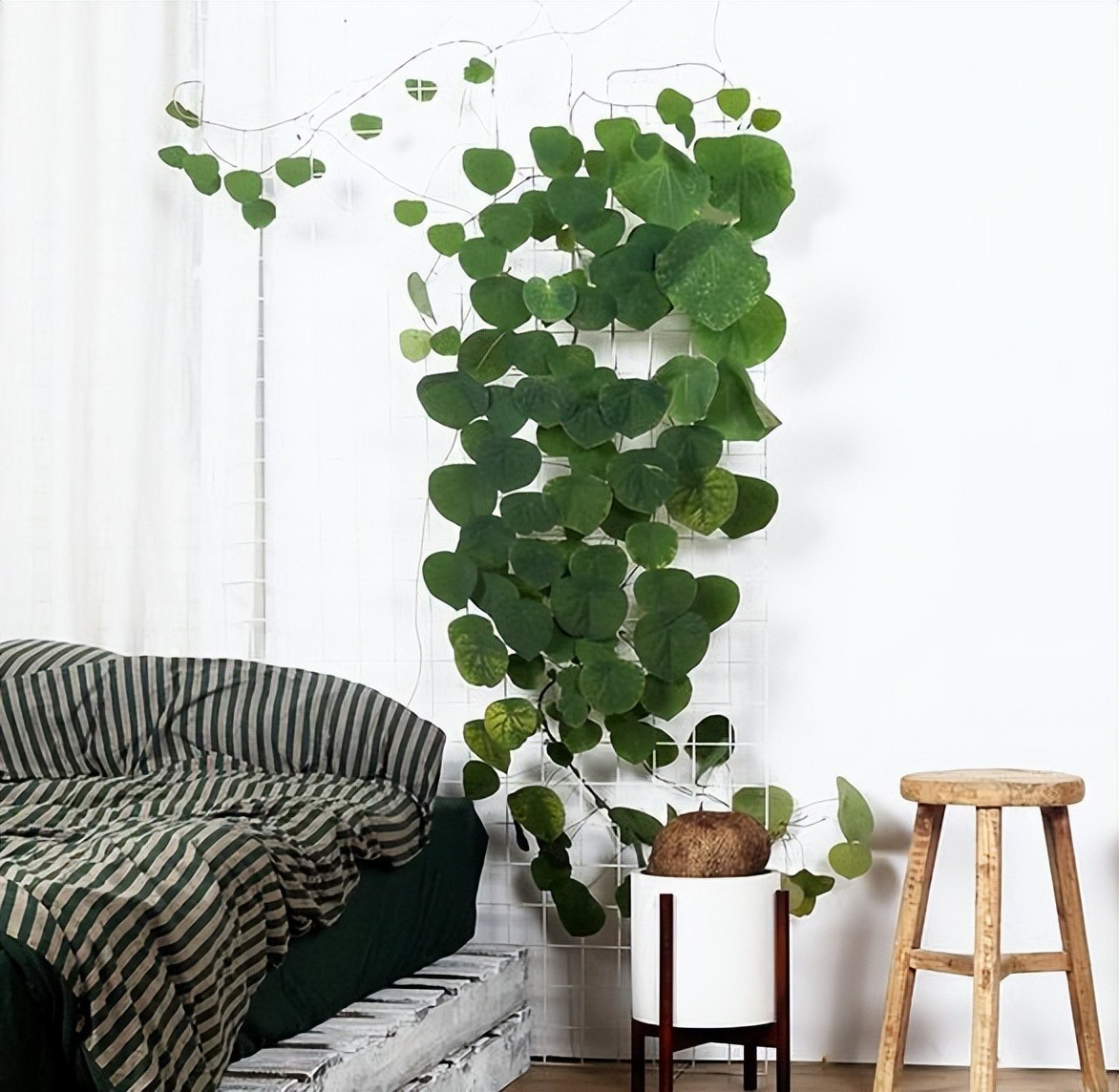 6 cây cảnh xấu xí, đặt một chậu ở phòng khách phát tài, vượng lộc, cho vàng cũng không đổi-11