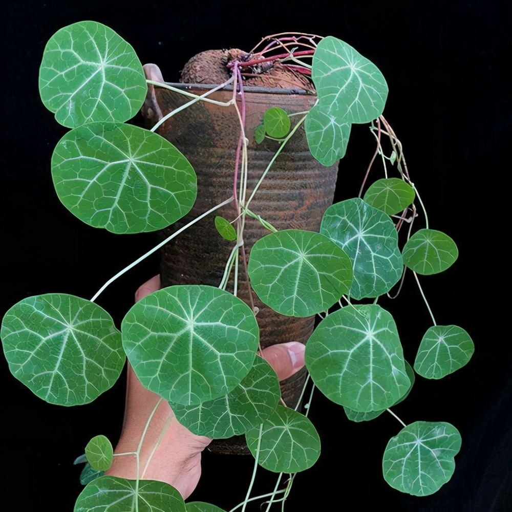 6 cây cảnh xấu xí, đặt một chậu ở phòng khách phát tài, vượng lộc, cho vàng cũng không đổi-12