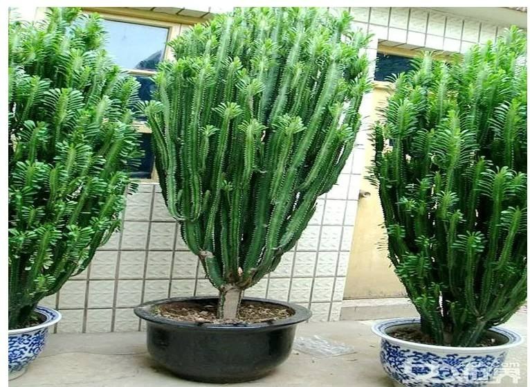 6 cây cảnh xấu xí, đặt một chậu ở phòng khách phát tài, vượng lộc, cho vàng cũng không đổi-13