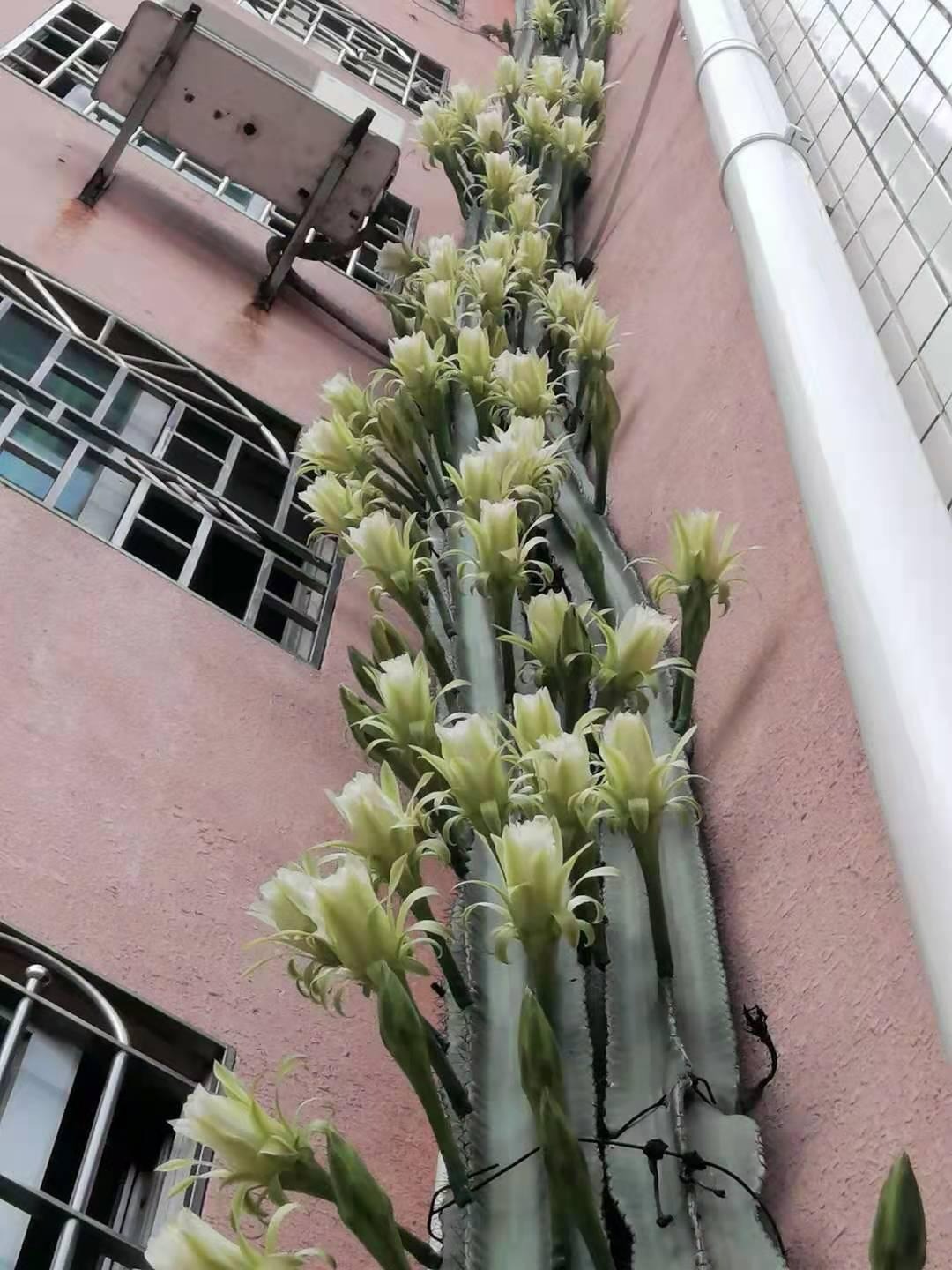 6 cây cảnh xấu xí, đặt một chậu ở phòng khách phát tài, vượng lộc, cho vàng cũng không đổi-8