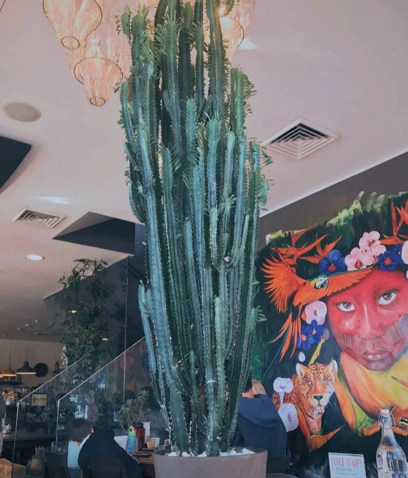 6 cây cảnh xấu xí, đặt một chậu ở phòng khách phát tài, vượng lộc, cho vàng cũng không đổi-14