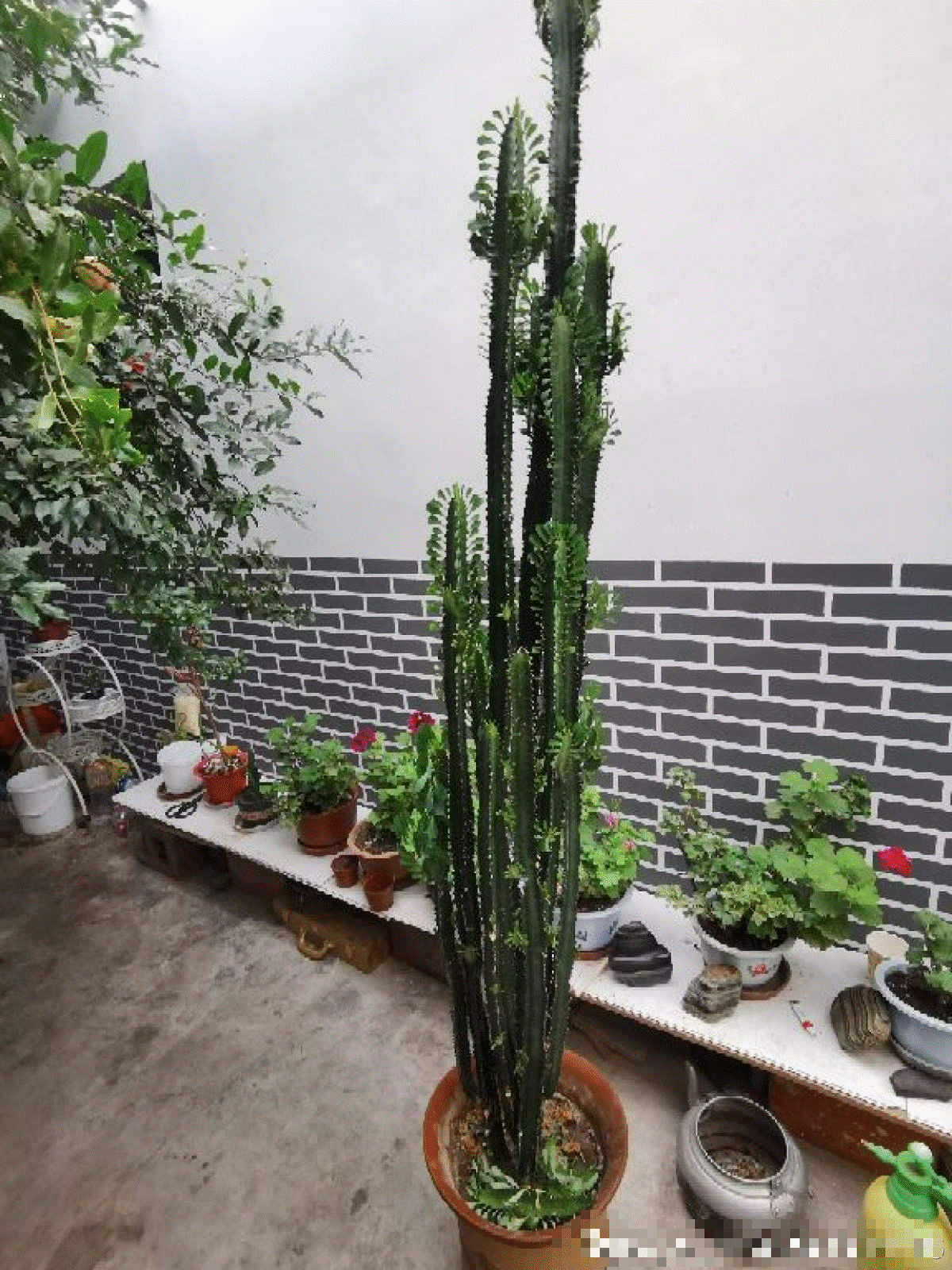 6 cây cảnh xấu xí, đặt một chậu ở phòng khách phát tài, vượng lộc, cho vàng cũng không đổi-15