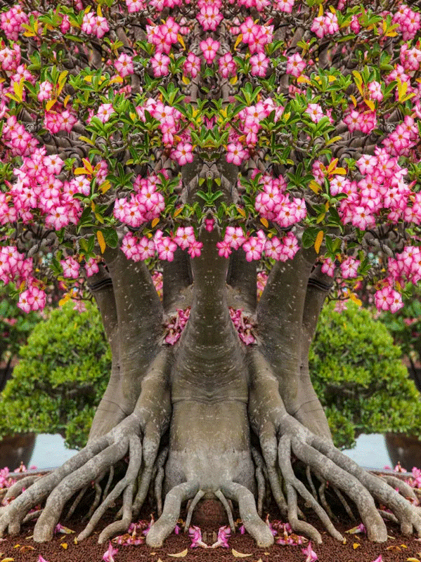 6 cây cảnh xấu xí, đặt một chậu ở phòng khách phát tài, vượng lộc, cho vàng cũng không đổi-17