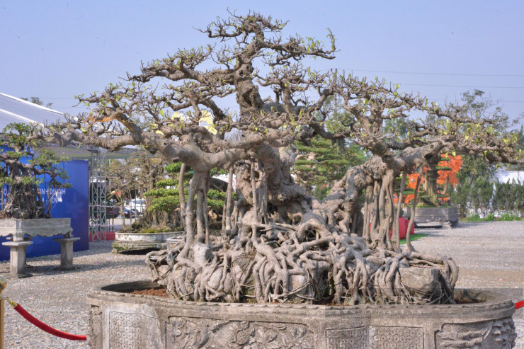 Chiêm ngưỡng cây sanh cổ 10 tỷ đồng dáng lạ, chủ bật mí chi tiết bắt mắt-1