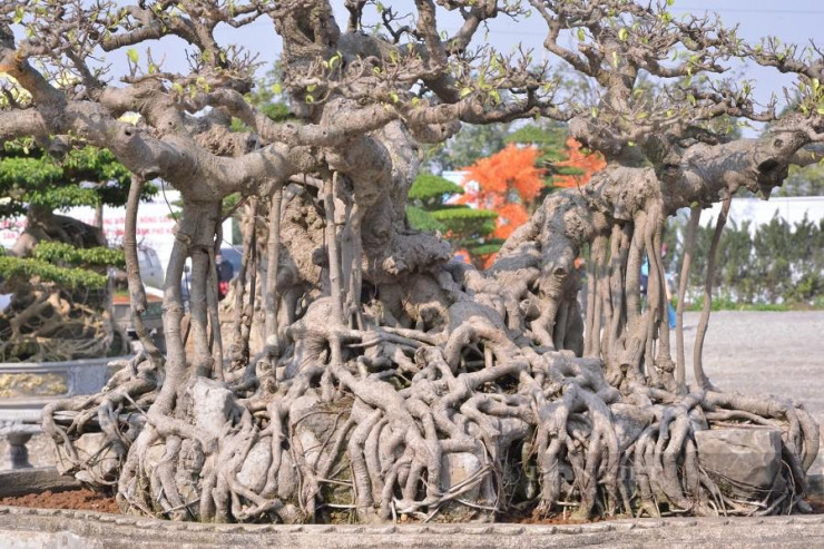 Chiêm ngưỡng cây sanh cổ 10 tỷ đồng dáng lạ, chủ bật mí chi tiết bắt mắt-2