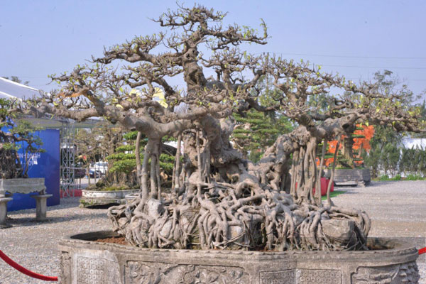 Cận cảnh cây mai vàng từng được chủ nhân tìm dân chơi, dù được trả 3,5 tỷ-4