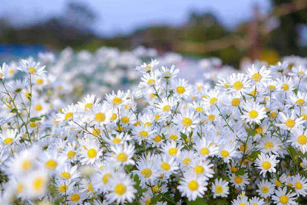 Tử vi ngày 23/3/2023: Tuổi Sửu tiểu nhân ngáng chân, tuổi Dần tận hưởng thành quả-4