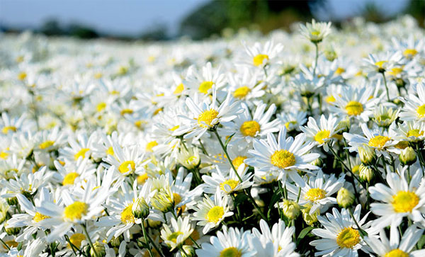 Trẻ sinh vào 6 ngày Âm lịch này trời ban phúc khí, mang lại sự thịnh vượng cho gia đình, về sau thành tài-3