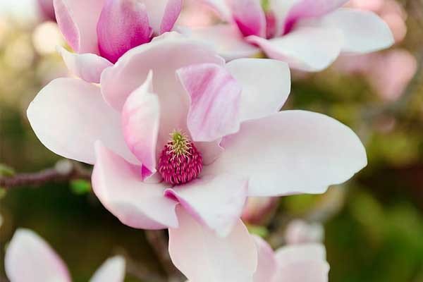 Giữa tháng 2 nhuận lộc về vô kể: Ba con giáp Thần Tài cho vàng, Phật Bà cho bạc-4