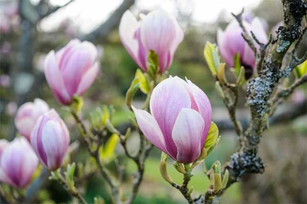 Tử vi ngày 23/3/2023: Tuổi Sửu tiểu nhân ngáng chân, tuổi Dần tận hưởng thành quả-3