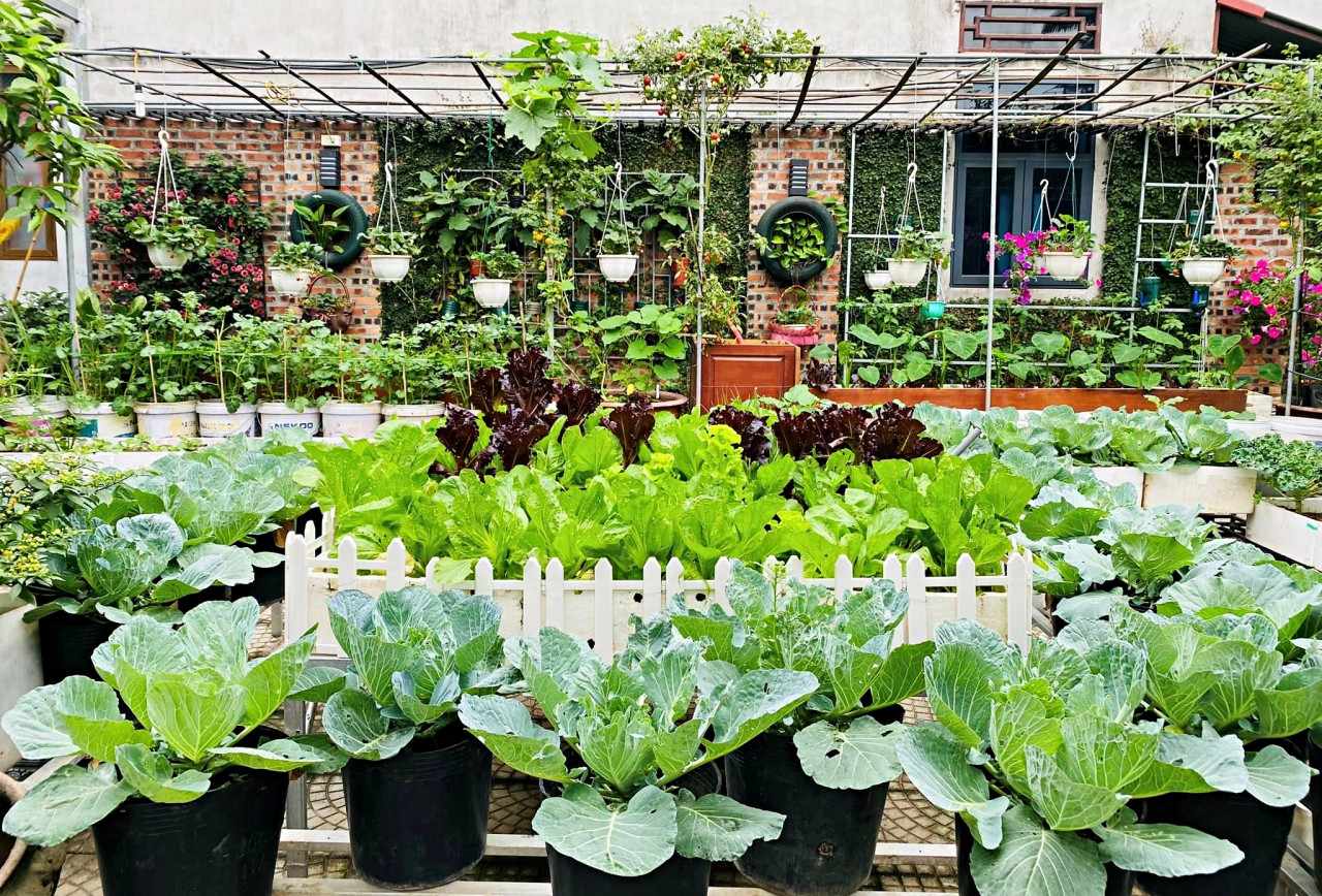 Nữ kế toán về hưu biến rác thải thành khu vườn xanh tươi hoa trái-1