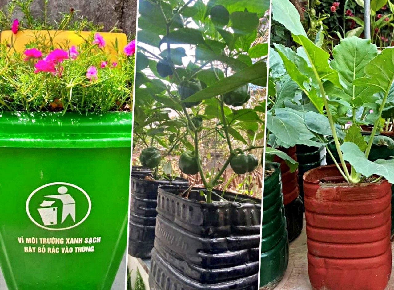Nữ kế toán về hưu biến rác thải thành khu vườn xanh tươi hoa trái-3