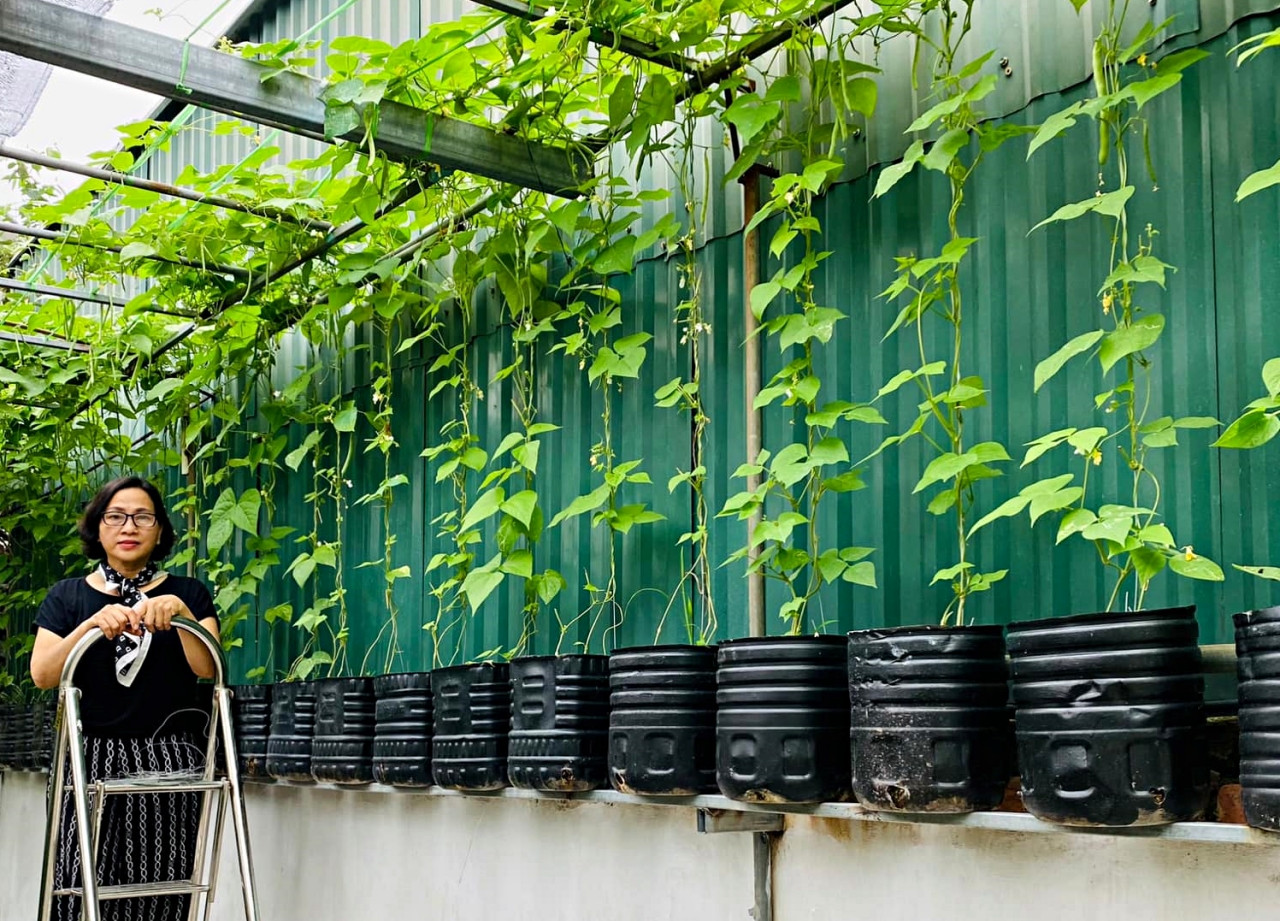 Nữ kế toán về hưu biến rác thải thành khu vườn xanh tươi hoa trái-4