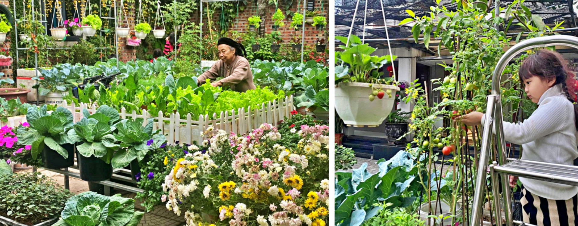 Nữ kế toán về hưu biến rác thải thành khu vườn xanh tươi hoa trái-5