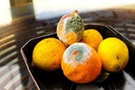Loại trái cây chứa chất gây ung thư nằm trong 'danh sách đen' của WHO