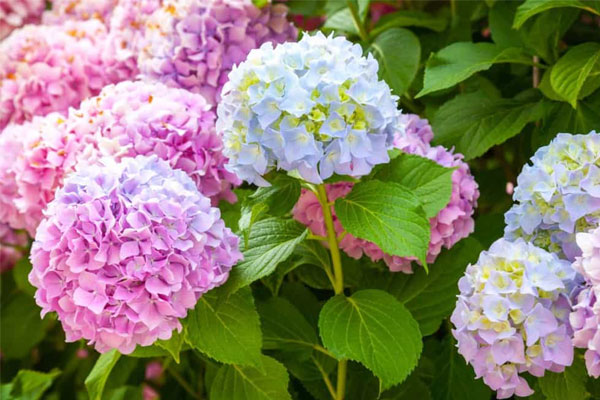 Người sinh vào 5 ngày Âm lịch này, thông thái lại kiên cường, nỗ lực được đền đáp-1