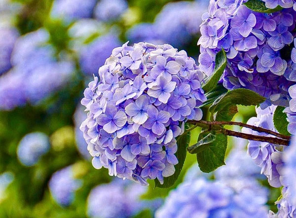 Người sinh vào 5 ngày Âm lịch này, thông thái lại kiên cường, nỗ lực được đền đáp-2