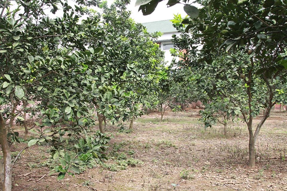 Tuổi 72 của NSND Thanh Hoa bình yên bên ngôi nhà rực rỡ sắc hoa-15