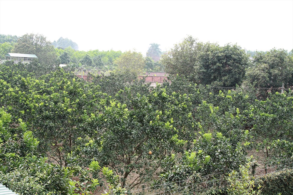 Tuổi 72 của NSND Thanh Hoa bình yên bên ngôi nhà rực rỡ sắc hoa-16