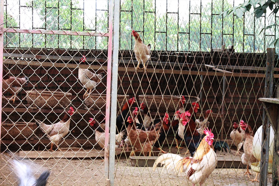 Tuổi 72 của NSND Thanh Hoa bình yên bên ngôi nhà rực rỡ sắc hoa-18