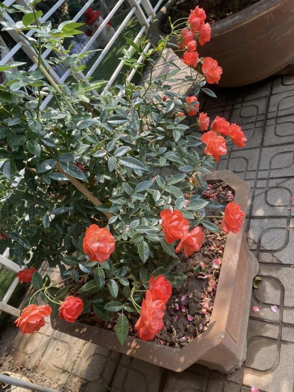 Tuổi 72 của NSND Thanh Hoa bình yên bên ngôi nhà rực rỡ sắc hoa-22