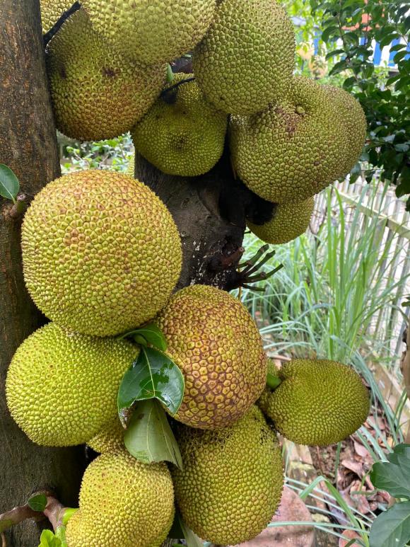 Tuổi 72 của NSND Thanh Hoa bình yên bên ngôi nhà rực rỡ sắc hoa-24