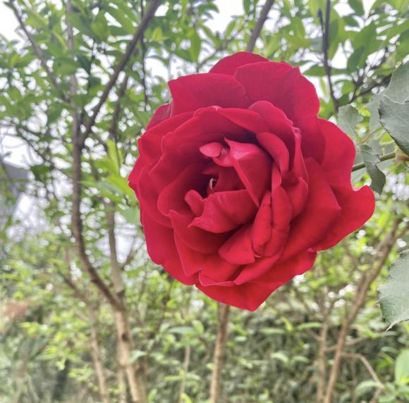 Tuổi 72 của NSND Thanh Hoa bình yên bên ngôi nhà rực rỡ sắc hoa-26