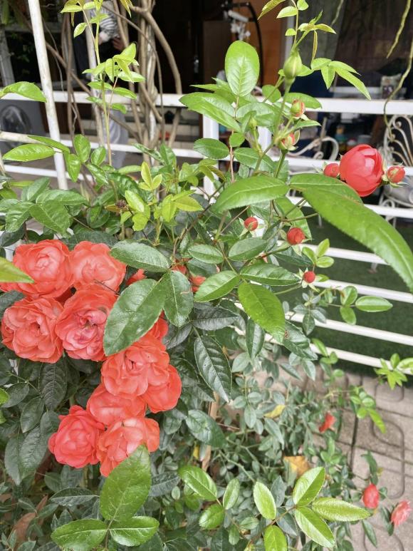 Tuổi 72 của NSND Thanh Hoa bình yên bên ngôi nhà rực rỡ sắc hoa-28