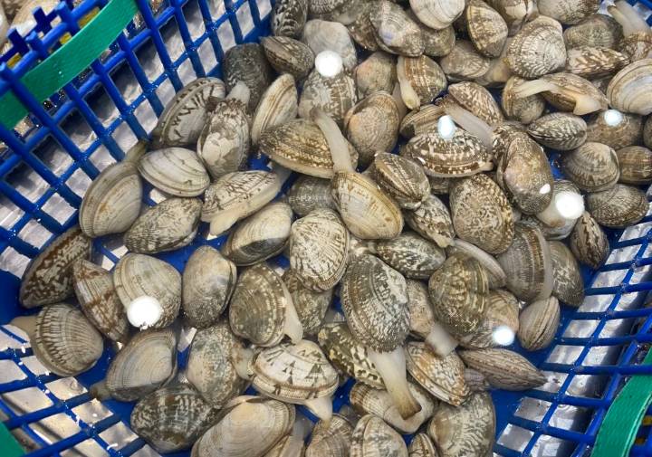 Ngao mua về ngâm với thứ này chỉ 1 tiếng sau là bao nhiêu bùn cát hết sạch tha hồ nấu ăn-1