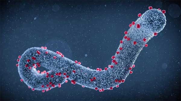 PGS.TS Trần Đắc Phu: Virus Marburg có thể xâm nhập sau 24 giờ-3